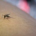 Evo kako za 30 sekundi ukloniti svrab od komarca! Jednostavan trik koristile su i naše bake, a dovoljna je jedna stvar iz…