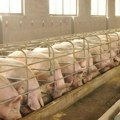 U planu strože kažnjavanje u borbi protiv zaraznih bolesti životinja: Afrička kuga aktivna u 4 okruga