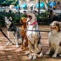 Sve više pasa je u veterinarskim ambulantama zbog biljke koja raste na svakom koraku u Srbiji: Može da bude kobna po vašeg…