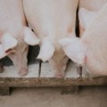 Zajedno: Afrička kuga svinja hara Srbijom, Ministarstvo zakasnilo