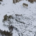 Sud poručio vlastima: Slobodno rasterujte vukove pejntbolom