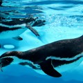 U Beogradu pingvini doslovno lete: Da li ste ikad videli ovaj prizor u Beo zoo vrtu?