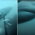 "Bela! Bela! Pazite na veliku belu, zamalo da me pojede": Go Pro kamerom snimio zastrašujući trenutak (Video)