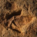 Ko je hodao Zemljom pre dinosaurusa: Naučnici u Arizoni došli do otkrića fosila starih više od 200 miliona godina