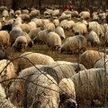 Vuk ubio 60 ovaca! Preskočio zaštitnu ogradu 20 puta, vlasti Gelderland žele da odstrele životinju