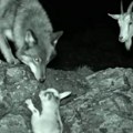 Scena koju ne očekujete ikada da vidite: Koza je posmatrala jare koje je palo niz liticu, onda se pojavio vuk