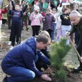 Avala dobila sadnice crnog bora