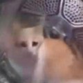 (Foto) Tinejdžeri stavljali mačku u veš mašinu, pa uključili centrifugu. Jeziv zločin u Srbiji, javnost zgrožena! Evo šta kažu…