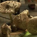 Oko 150 vrsta gljiva na 26. izložbi u Kragujevcu