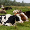 „U Srbiji 78.000 fantomskih krava“