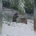 Uživaju u snegu i prave ludorije: Ovako se medvedice Maša i Ljubica sa Ozrena raduju zimskim čarolijama