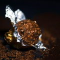 Domaće Ferero kuglice: Evo kako da ih napravite