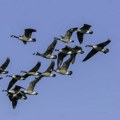 Ornitolozi posle padavina ostali u čudu: Otkrili nove vrste ptica na jugu Srbije