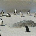 UMRLI OD GLADI Na hiljade uginulih pingvina na plažama Urugvaja