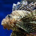 Upozorenje stručnjaka: Jedna otrovna riba u Jadranu sve raširenija, šta raditi u slučaju uboda