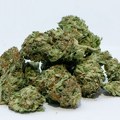Uhapšen D. S. (1993) iz Zrenjanina kod koga je pronađeno 147 grama marihuane! Zrenjanin - Uhapšen D.S. (1993) Osumnjičeni…