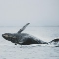 Komunikacija sa životinjama: Kako pričati sa kitovima?