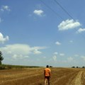 Kako je sunce obralo kukuruz: Posledice letnjih žega mnogo su ozbiljnije nego što se naslućuje