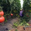 Radno vreme sezonskog radnika ne sme biti duže od 12 sati dnevno