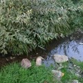 Zagađena Pečaonica – Opasnost po zdravlje građana Tutina