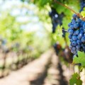 Zbog visokih temperatura, berba grožđa u Francuskoj poranila i do mesec dana