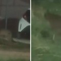 Opasna zver snimljena u predgrađu Atine! Stanovnici upozoreni: "Nemojte prilaziti, gladna je"