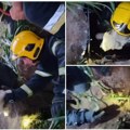 (Video) Okice pune straha, a onda čudo! Pogledajte snimak herojske akcije vatrogasaca u Rumenki. Kučence upalo u septičku…