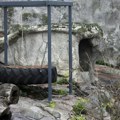 Igra sa životinjama pretvorila se u tragediju: Devojčica (3) preminula od opasne infekcije