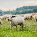 Ovce upale na plantažu i pobrstile 100 kilograma kanabisa! Vlasnik ne može da dođe sebi
