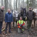 U Beču, umesto mašina, ponovo konji u službi šumarstva
