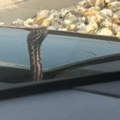 Dalibora zvali zbog zmije u autu, nije je našao, ali je onda usledio obrt: "Pozvao me iz stana, rekao je..."