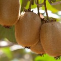 Kivi iz Bajine Bašte i banane iz Šumadije? Da, moguće je!
