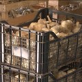 U Kruščiću beli luk dao oko 10 tona po hektaru