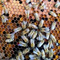 Uporan da obori svetski rekord, na telo je stavio 60 kilograma pčela