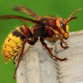 Koliko je česta smrtnost od uboda insekata i kako se odbraniti od najopasnijih