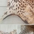 Oglas digao Srbiju na noge Besramno prodaje kožu leoparda sa glavom, a kad vidite cenu naježićete se