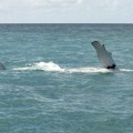 Plavi kitovi se vraćaju u tropsko utočište