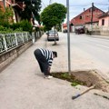 Leskovčanka odlučila da posadi cveće na trotoarskoj površini i doda boje sivilu betona