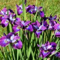 Prelepo cveće koje je sve popularnije Evo kako da gajite perunike u bašti ili na terasi