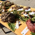 Danas počinje Festival gljiva! Vidimo se u Gradskom parku od 16 časova!