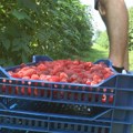 "Za mesec dana direktorska plata" Evo kolike su dnevnice berača malina za ovu godinu