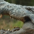 Mladića (17) ubio krokodil, nosio ga u čeljustima pred očima prijatelja! Skočio za njim u reku, spasioci snimili stravične…