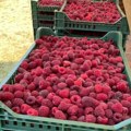 Nikad kraća berba maline, otkupne cene šarenolike