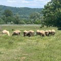 Plavi jezik potvrđen kod ovaca: Zaražena zona obuhvata pet okruga na jugu Srbije
