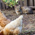 Plakanje od smeha: Petao zakukurikao mački pored uveta - ovako žestoku reakciju nije očekivao