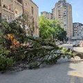 Palo drvo u Obrenovićevoj ulici u Nišu