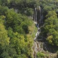 Blago Sopotnice nije samo u vodopadima novosadski istraživači otkrili gnezda novog čuvara njenih visina!