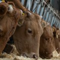 Virus šamonda zahteva oprez u stočarstvu