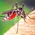 U 80 odsto slučajeva osobe ne obole u kontaktu sa zaraženim komarcima