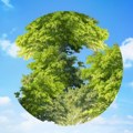 Brose ozelenjava Pančevo: 35 stabala javora za čistiji vazduh i zdraviju planetu Pančevo